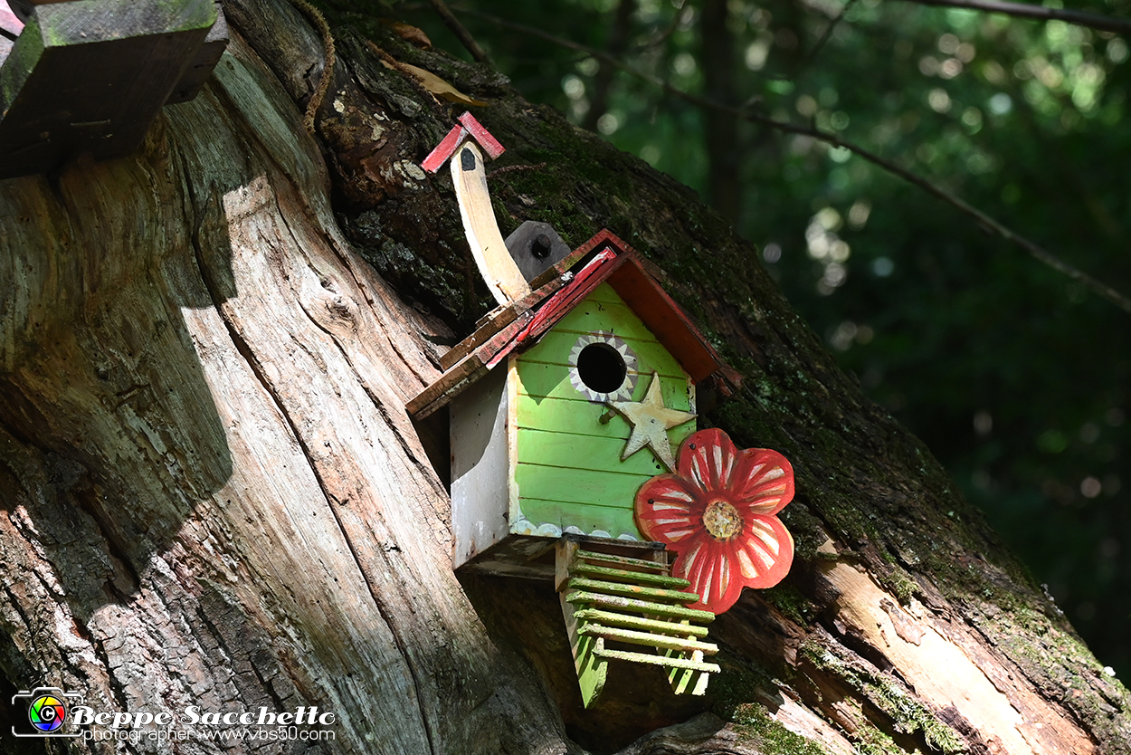VBS_4835 - Il bosco fatato - Montaldo Roero.jpg
